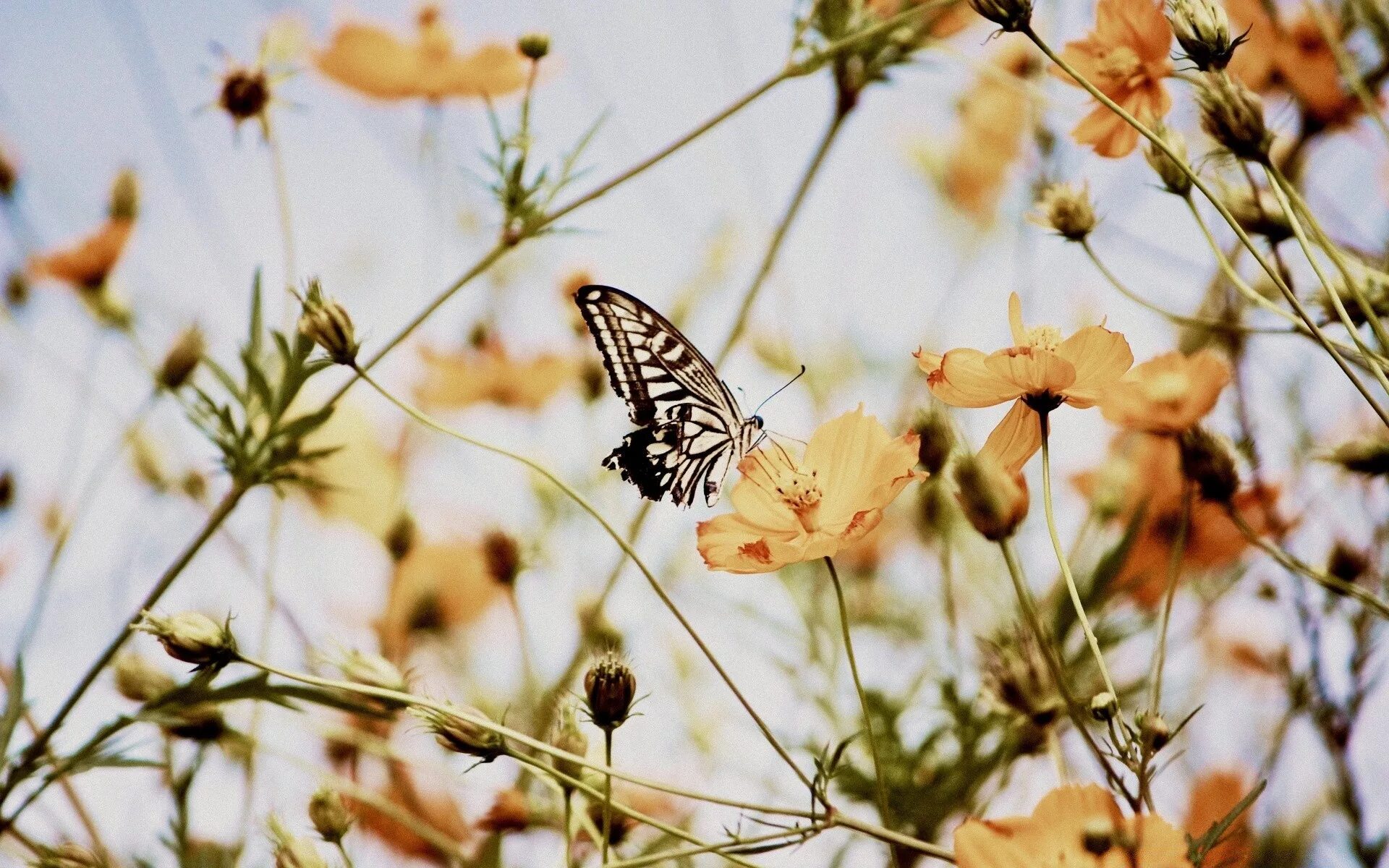 Обои на телефон эстетика лето. Бабочка на цветке. Пейзаж с бабочками. Бабочки Эстетика. Лето цветы бабочки.