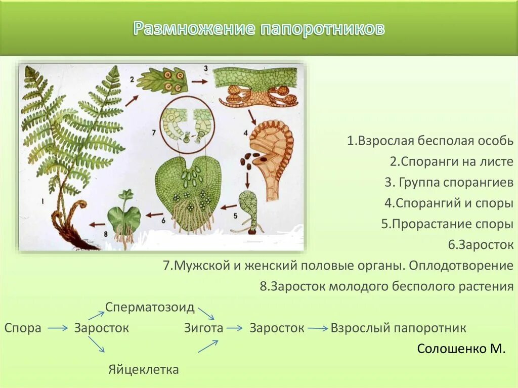 Жизненный процесс папоротника