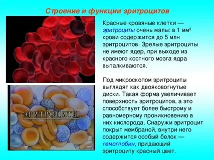 Какой уровень эритроцитов считается опасным