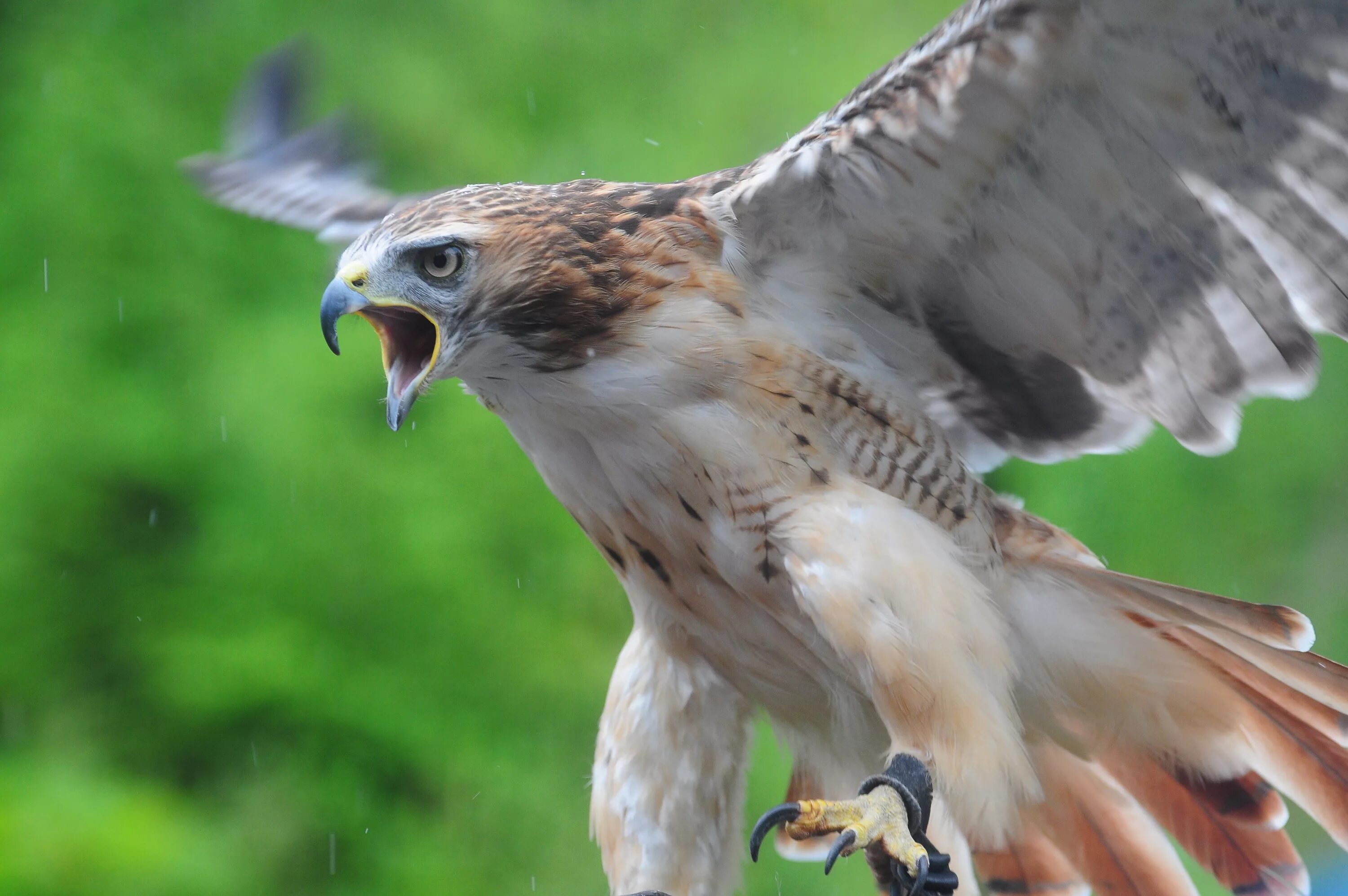 хищная птица 3. хищные птицы забайкалья.