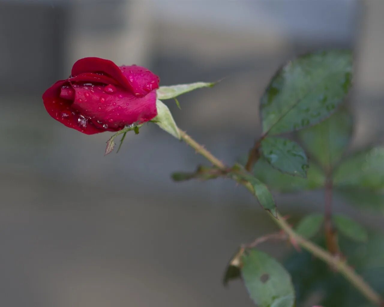 Красивые бутоны роз. Стебель розы.