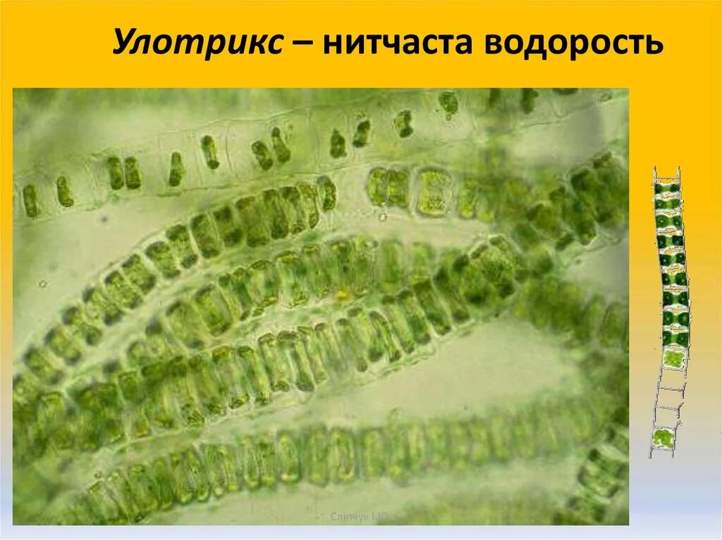 Улотрикс нитчатый. Улотрикс водоросль. Нитчатая водоросль улотрикс размножение. Зеленые водоросли улотрикс.