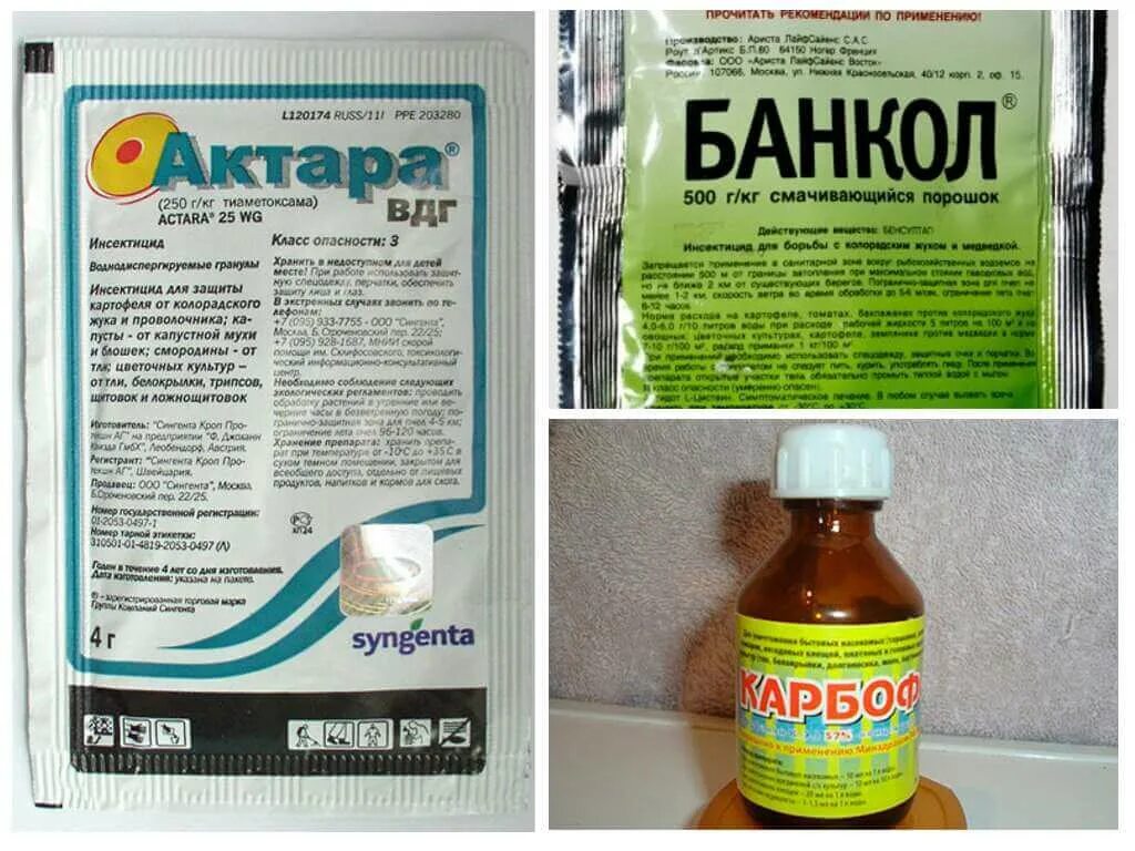 Средство от клопов солдатиков. Средство от жука банкол.. средства для избавления от клопов. банкол от колорадского жука. отрава от колорадского жука банкол.