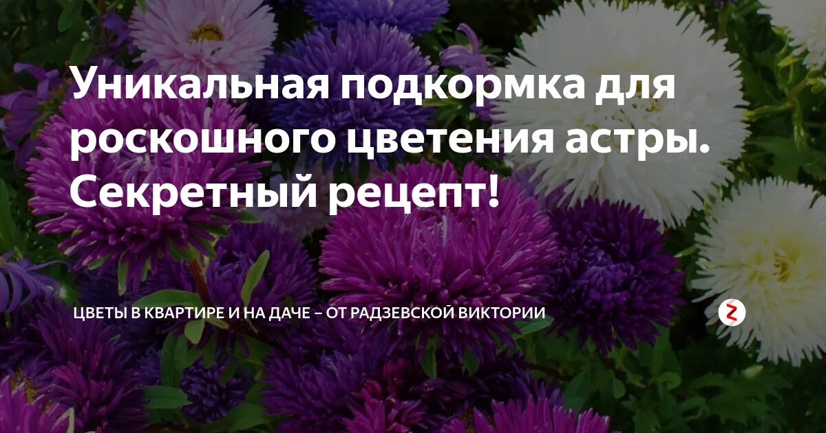 Чем подкормить рассаду астр для лучшего роста. Удобрения для астр. чем подкормить рассаду астр. чем подкормить астры для обильного цветения. подкормка астр в открытом грунте перед цветением.