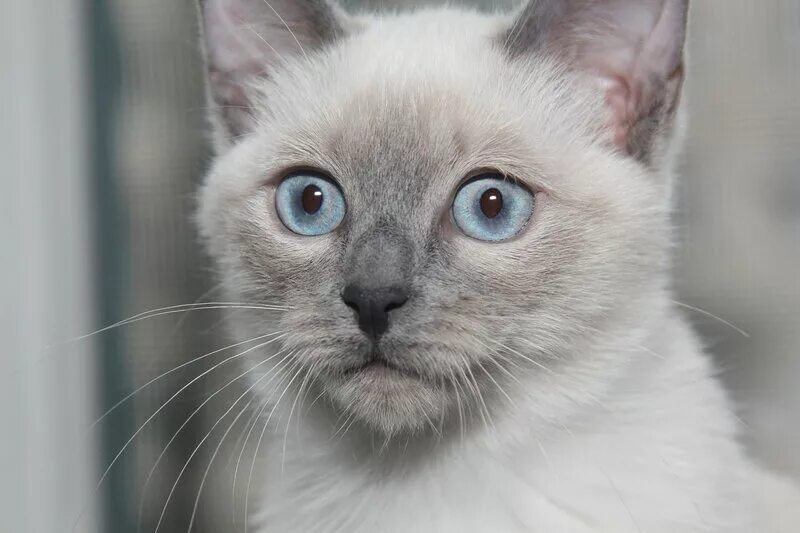 Серая сиамская кошка. Тайский Блю Пойнт. Тайский кот Блю Пойнт. Сиамская кошка Блю-Пойнт. Тайская кошка Блю поинт.