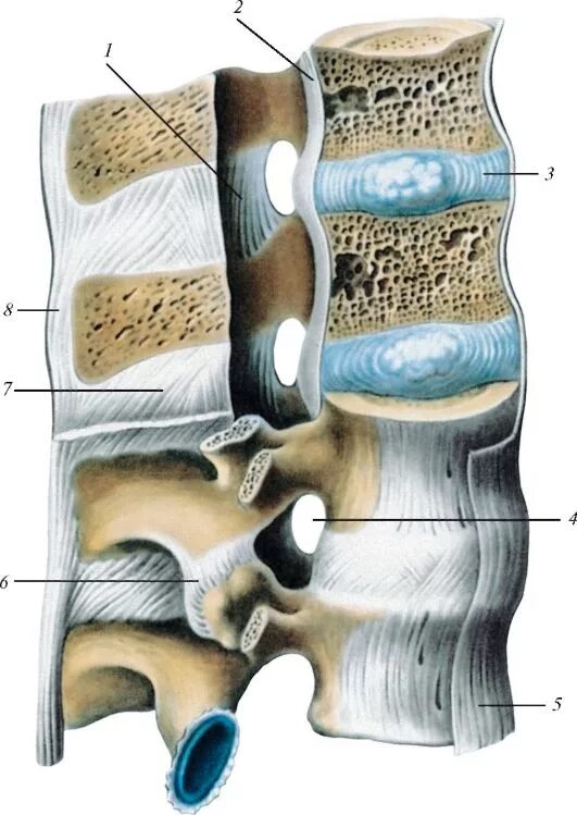 Содержимое межпозвоночного диска. Соединение позвонков вид сбоку. Связочный аппарат позвоночника анатомия. Соединения позвоночного столба синдесмозы. Позвоночный столб соединения позвонков.
