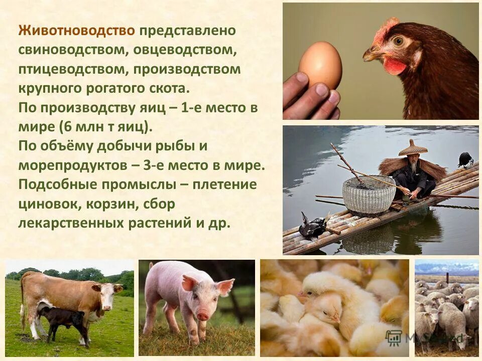 Какие направления животноводства представлены в этих странах