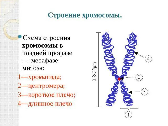 Изменение структуры хромосом мутации. Хромосомные мутации схема. Делеция транслокация инверсия. Внутрихромосомные мутации. Механизмы образования хромосомных мутаций.