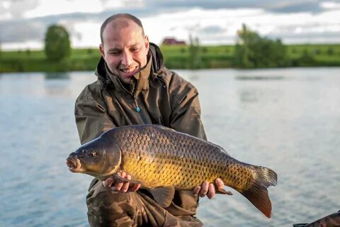 Dayo competition carp