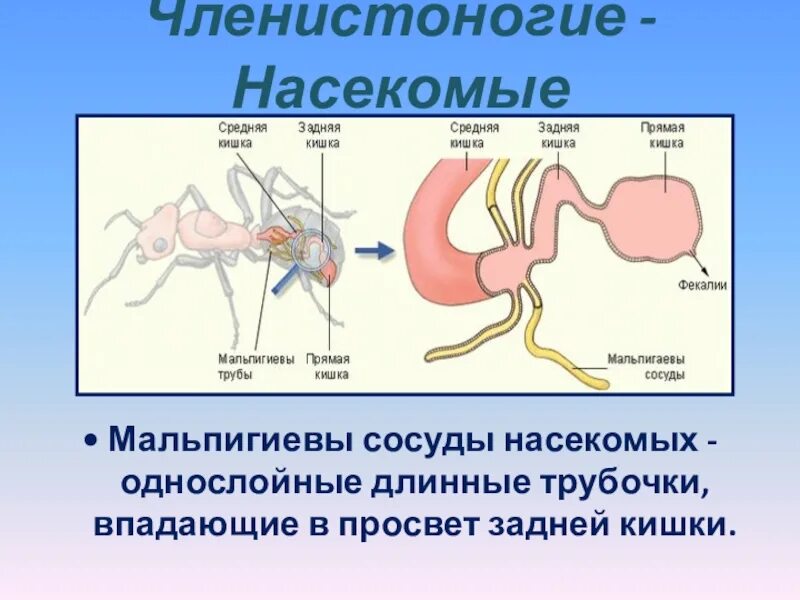 Представители какого класса имеют мальпигиевы сосуды. Мальпигиевы трубочки. Членистоногие мальпигиевы сосуды. Мальпигиевы сосуды насекомых впадают в. Что такое мальпигиевы сосуды в биологии 7 класс.