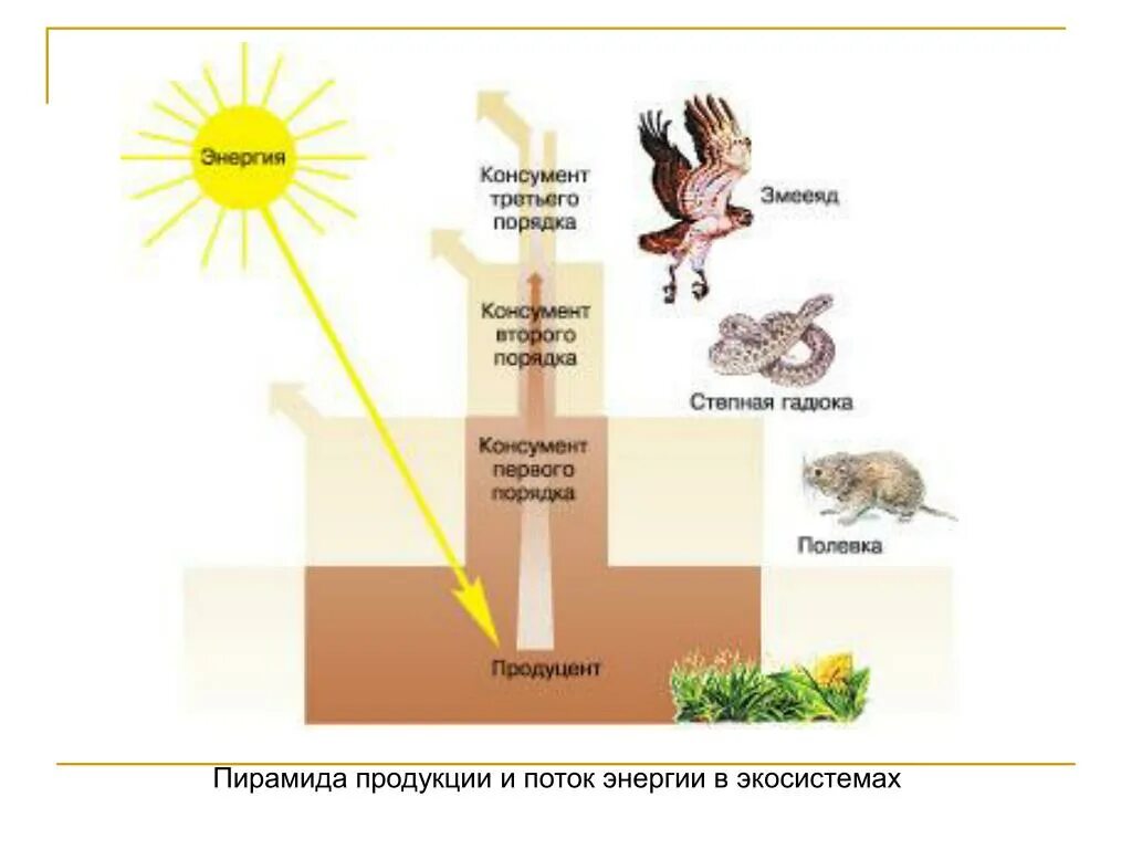 Гадюка консумент. Цепь питания продуценты консументы редуценты. Потоки вещества и энергии в экосистеме схема. Пирамида продукции и поток энергии в экосистемах. Энергия в экосистемах.