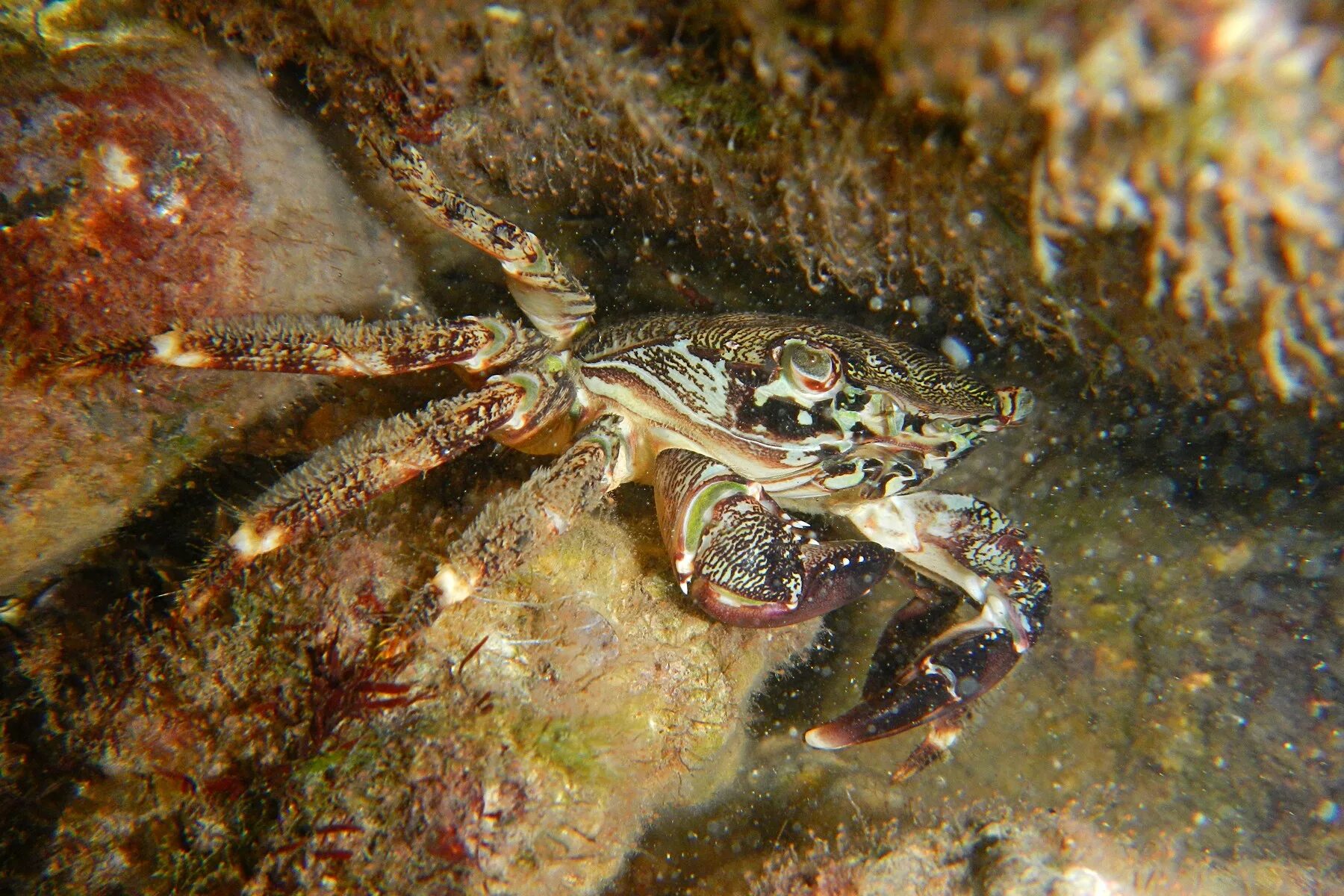 Камень краба. Краб Pachygrapsus marmoratus. Мраморный краб Черноморский. Каменный краб черного моря. Мраморный краб черного моря.