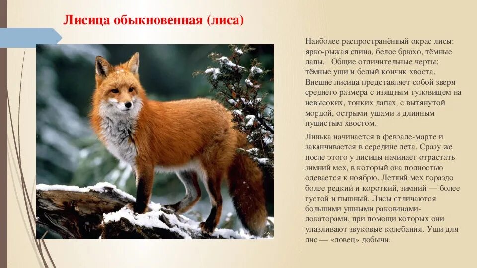 Fox список. Лиса обыкновенная описание. Лисица обыкновенная описание. Лиса описание для детей. Лиса картинка с описанием.