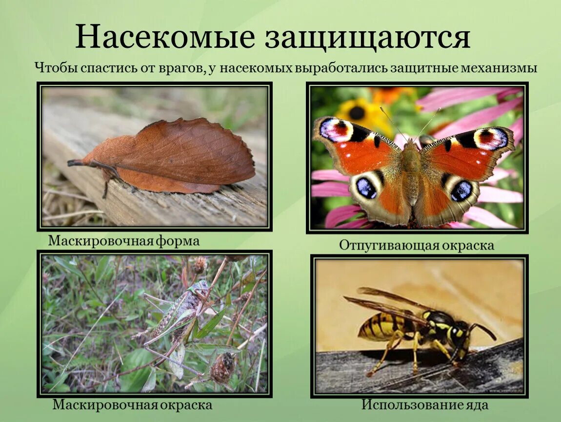 Насекомые защищаются. Защитные приспособления насекомых. Защита насекомых от врагов. Покровительственная окраска насекомых.