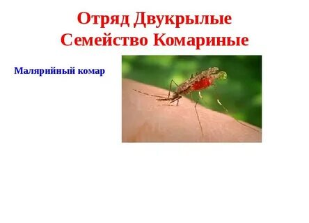 Таксоны малярийного комара систематические