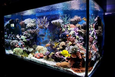 Аквариум море