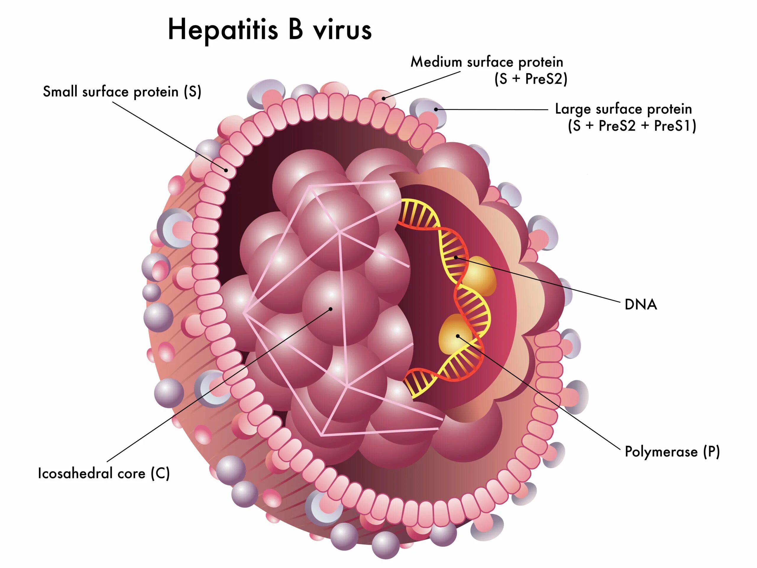 Вирус грузи. Строение вируса гепатита б. Вирус возбудитель гепатита b. Строение вируса гепатита в. Вирус гепатита b строение вириона.