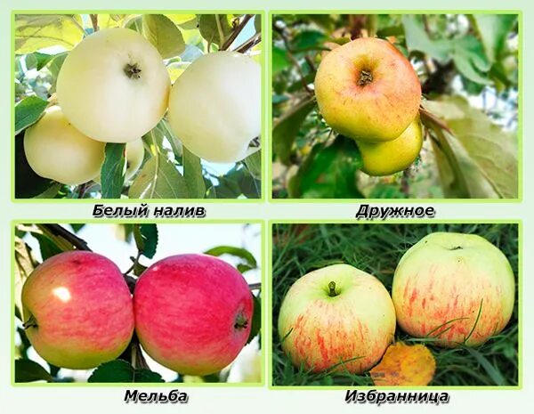 Яблоня лен обл. Низкорослые яблони для ленинградской области сорта. сорта яблок в ленинградской области. поздние сорта яблонь для ленинградской области. яблони летние сорта для ленинградской области.