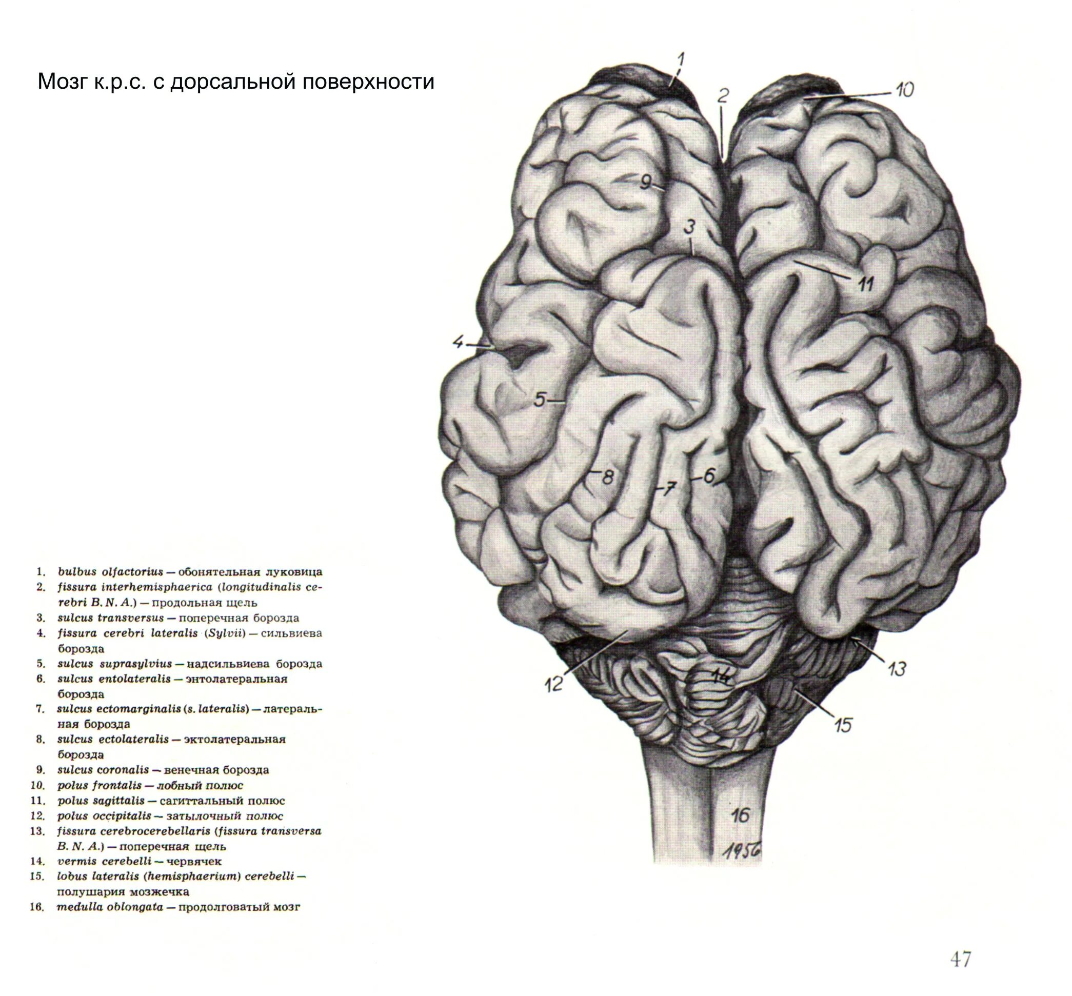 Мозг собаки отделы. Головной мозг КРС. Строение головного мозга КРС. Головной мозг собаки латеральная поверхность. Головной мозг КРС анатомия.