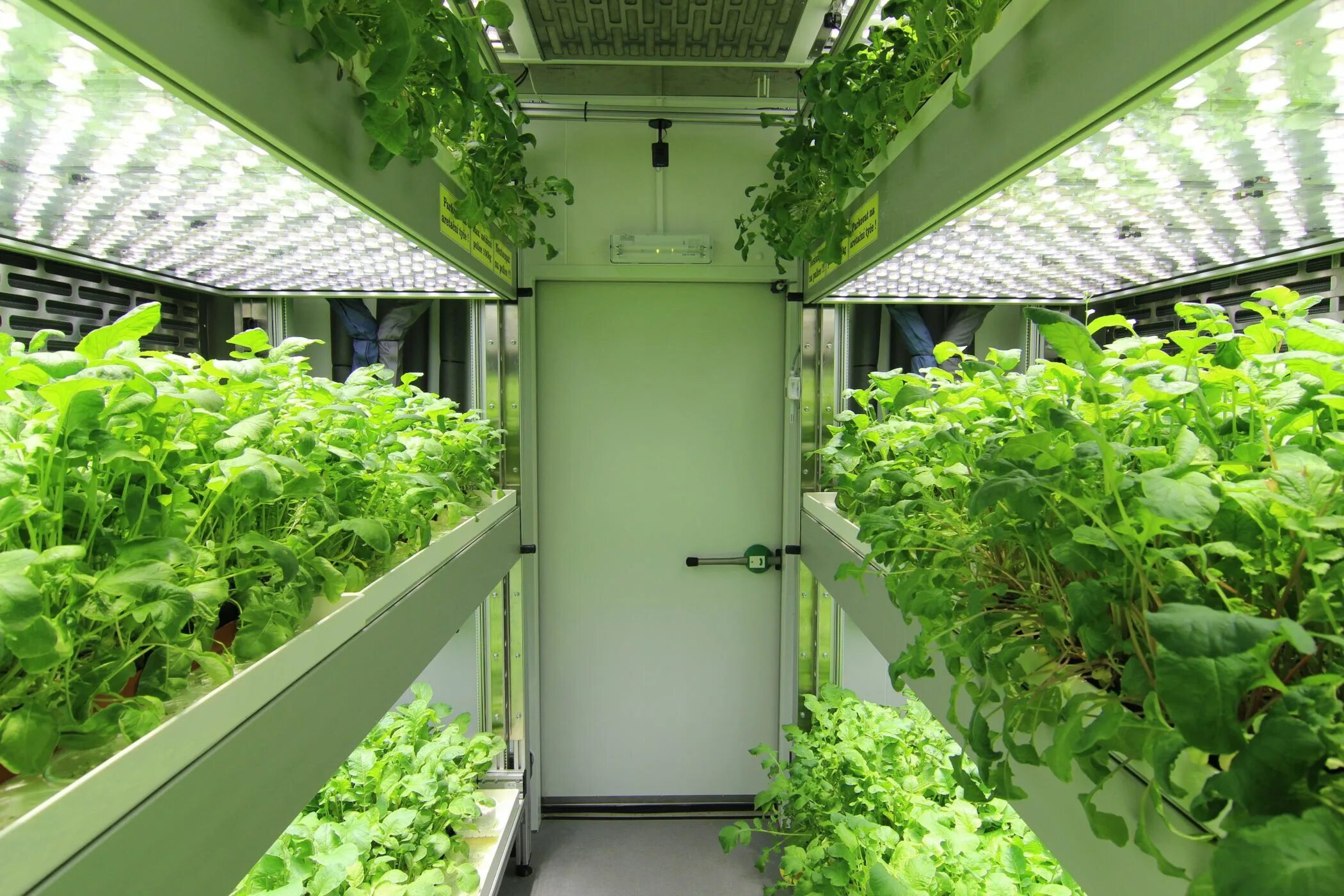 парник агротекс. самосад конопля. выращивание помещениях. сити ферма микрозелень. выращивание помещениях.