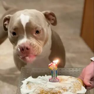 /5.A stray dog shed tears of joy as he celebrated his first birthday at a shelter, causing strong reactions from the online community as they witnessed the touching moment. ‎