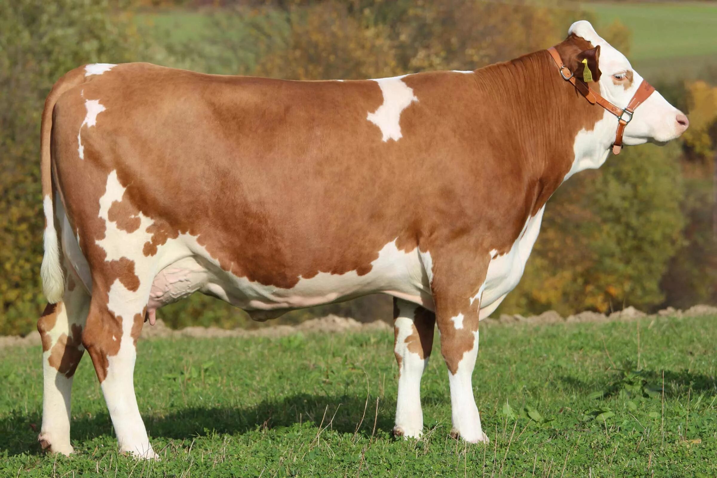 порода симментал характеристики. симментальская порода крс. симментальская порода порода корова. симментальская порода коров. симментальская порода крс характеристика.