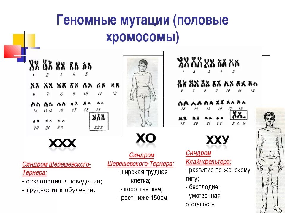 Синдром Клайнфельтера Тип мутации. Синдром Клайнфельтера генетика. Синдром Клайнфельтера Тип наследования. Геномные мутации изменение числа хромосом. Геномные мутации связаны с изменениями