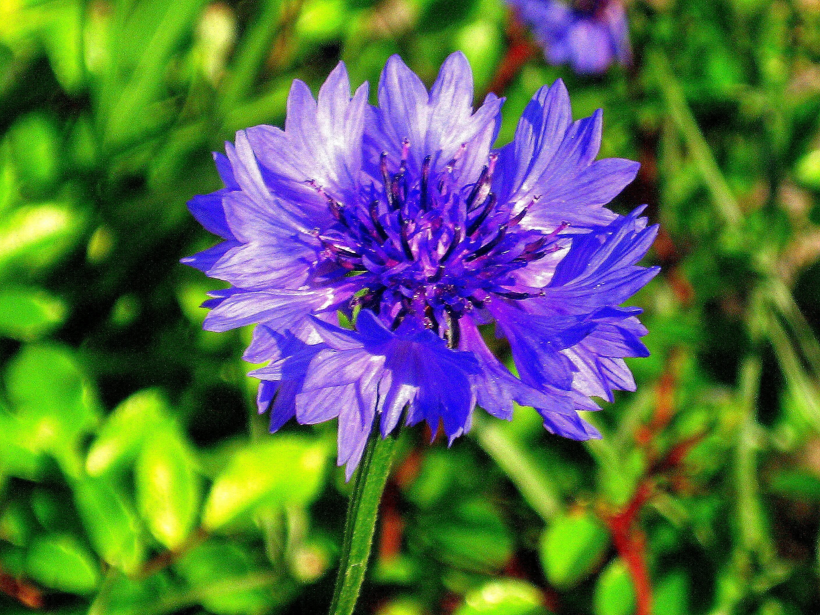 Василёк Боровой. Василёк Боровой (Centaurea pineticola). Василек Боровой красная. Василек Боровой эндемик.