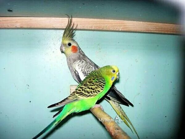 как понять что попугаи дерутся. корелла и волнистый попугай. волнистый попугай чех. волнистик и корелла вместе. корелла и волнистый.