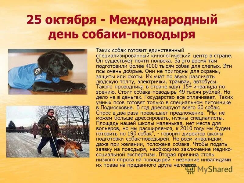 Дай поводырь 3