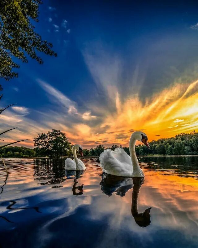 Лебедь эстетика. Красивые лебеди. Лебеди. Лебеди на закате солнца. Лебеди на закате.
