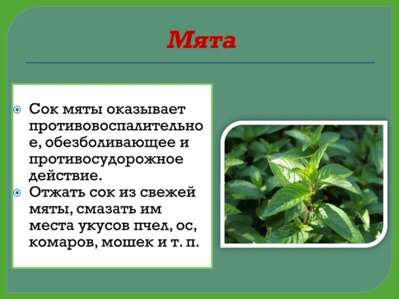 Минутка здоровья зеленая аптечка первая помощь при укусах насекомых. Минутка здоровья в лагере. Лесная аптечка растения лекарственные. Зеленая аптечка минутка здоровья. Тактическая аптечка зеленая.