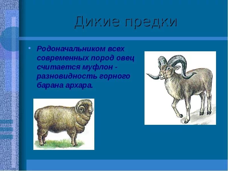 Дикий муфлон предок овцы. Муфлон предок овец. Предки баранов. Предок овцы. Предок дикого муфлона.