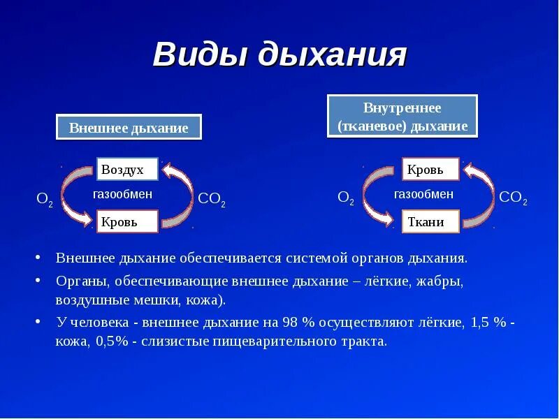 Характеристика внешнего и внутреннего дыхания. Виды дыхания. Внешнее и внутреннее дыхание кратко. Виды дыхания внешнее и внутреннее. Дышит какой вид