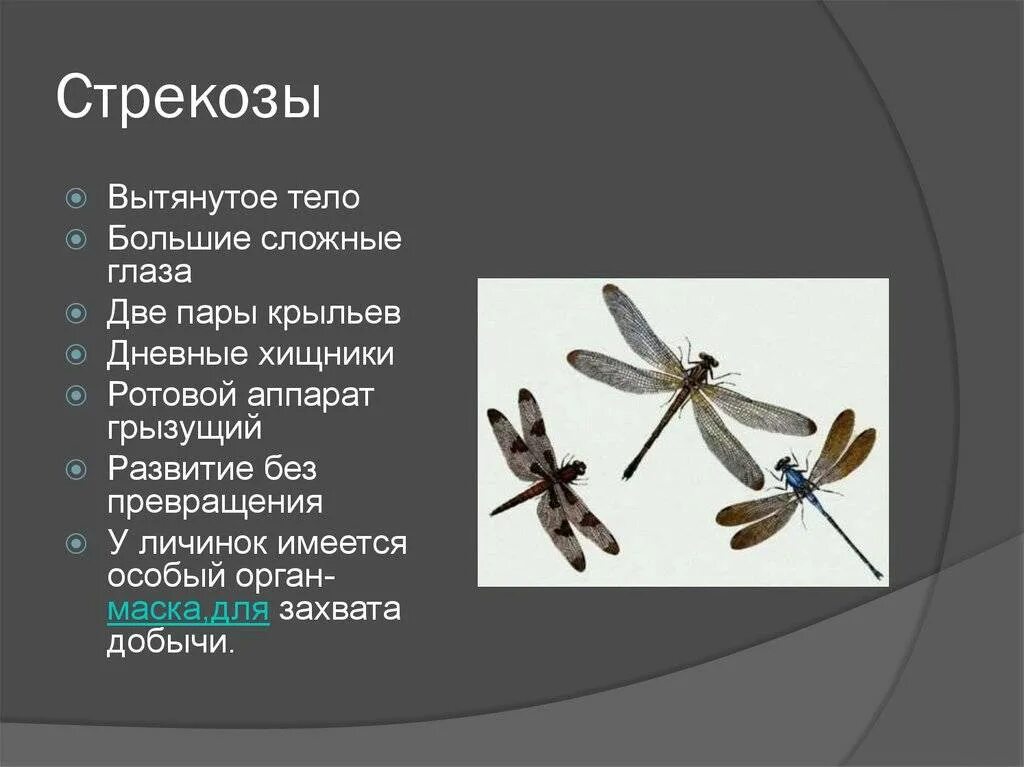 Стрекоза класс животных. Характеристика отряда стрекозы. представители отряда насекомых стрекозы. представители отряда стрекозы биология 7 класс. стрекоза строение кратко.
