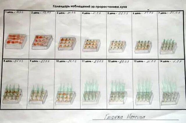 Дневник наблюдения за луком в детском. Дневник наблюдения за луком.