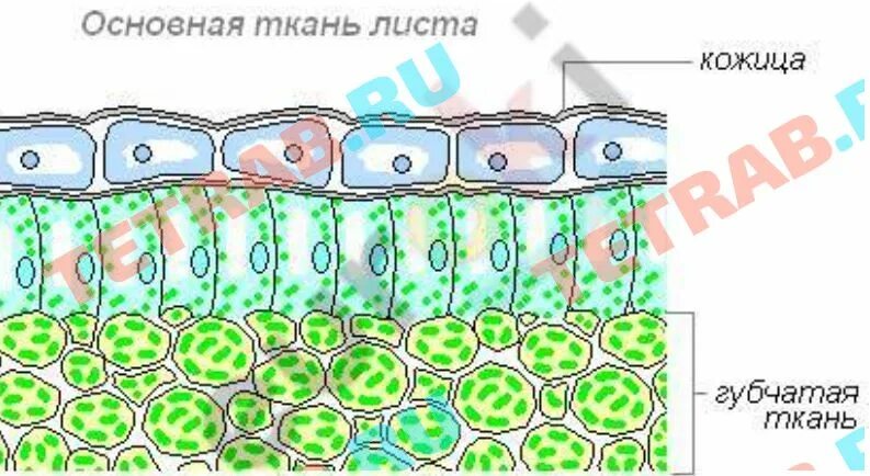 Слой клеток листа. Губчатая ткань рисунок клетки. Столбчатая ткань изображение клетки ткани. Столбчатая ткань рисунок клетки. Ткань губчатая изображение клетк.