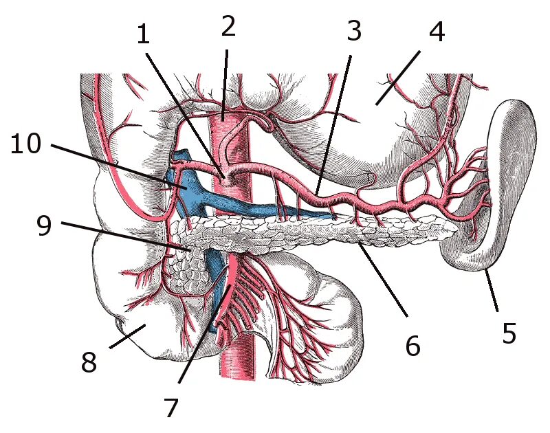 Ветви чревного ствола анатомия. Чревный ствол и верхняя брыжеечная артерия. Чревный ствол брызжеечная. Артерии чревного ствола. Чревный ствол и его ветви