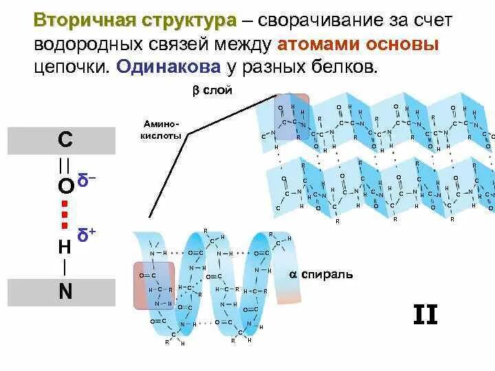 Вторичная структура какие связи. Роль водородных связей в формировании вторичной структуры. Вторичная структура = это связь между атомами. Водородные связи во вторичной структуре белка. Механизм строения водородной связи.