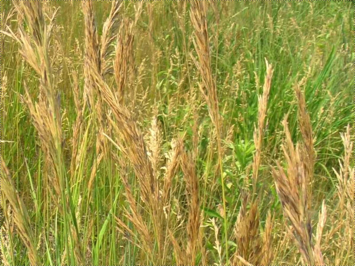 Костер полевой. Кострец безостый. Костёр ржаной (Bromus secalinus). Кострец (костер) безостый.. Костер полевой (Bromus arvensis).