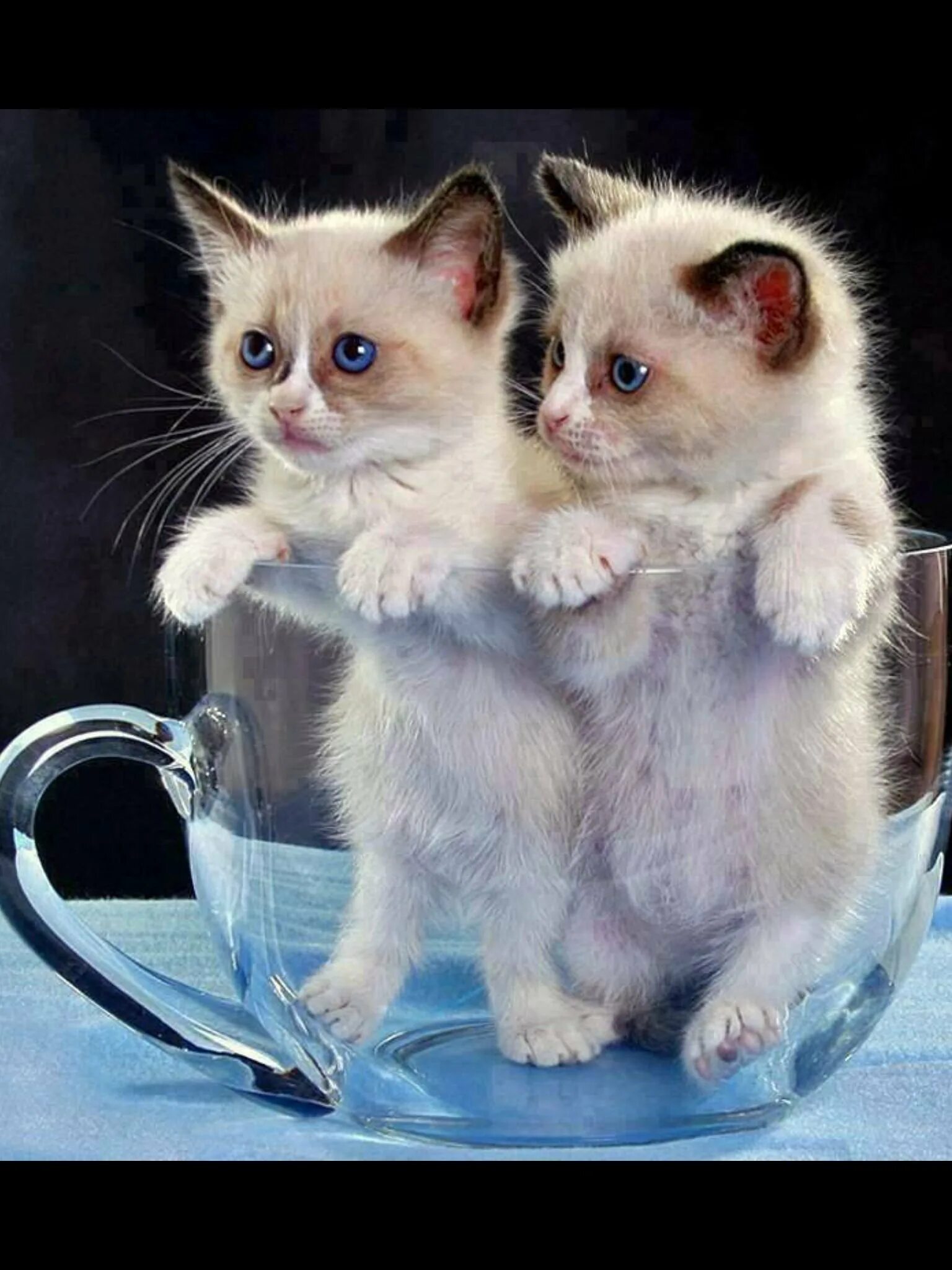Доброе утречко котик. Красивые котята. с добрым утром кошки. доброе утро котенок. открытки с добрым утром с котятами.