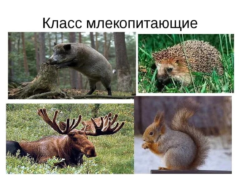 Класс млекопитающие представители. Класс млекопитающие. звери класс животных. млекопитающие теплокровные животные.