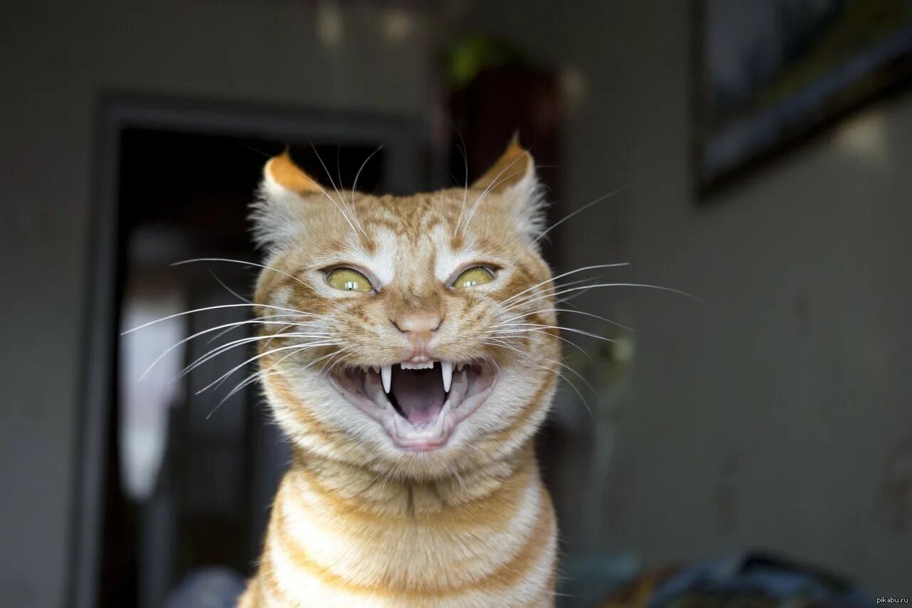 Ну довольная. Улыбка кота. Смешной кот. Кот улыбается. Смешные кошачьи морды.