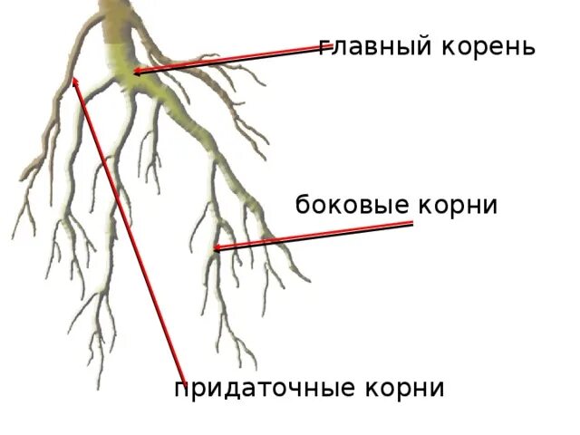 Главный и придаточный корень. Придаточные корни и боковые корни. Придаточные боковые и главный корень. Главный корень.