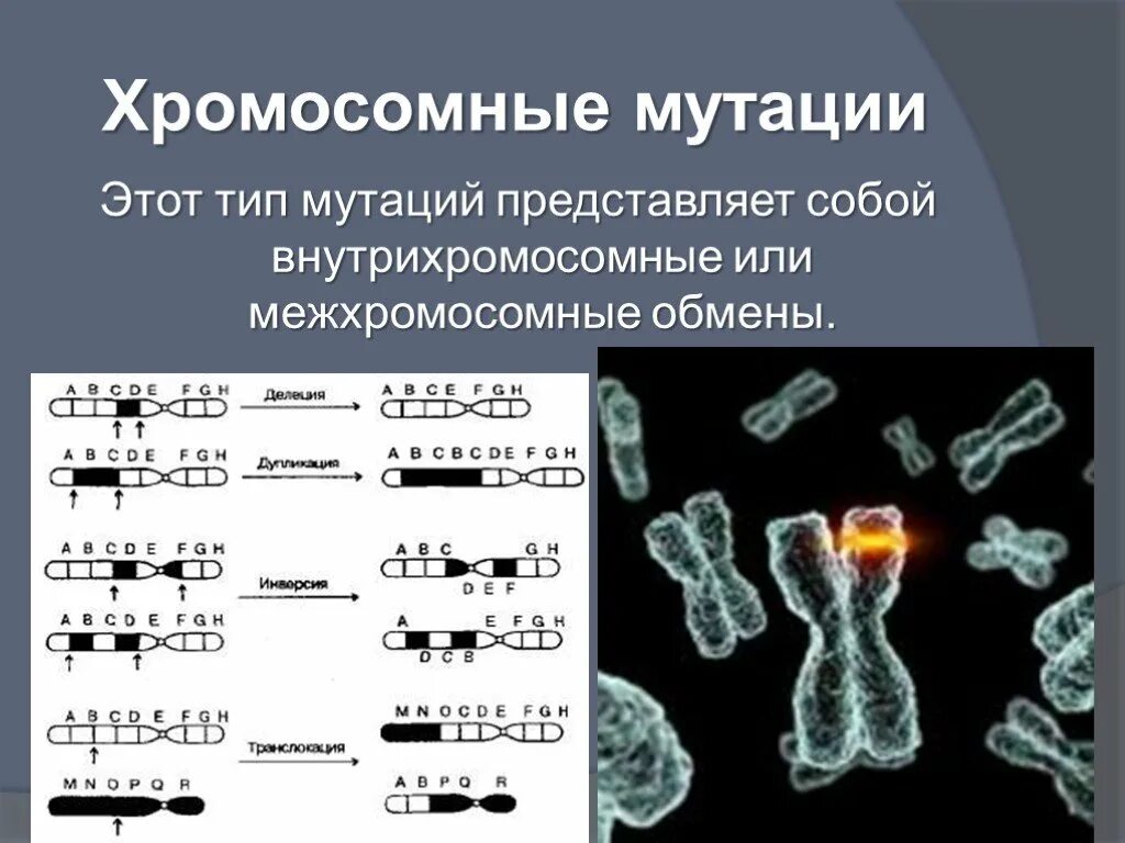 Тип мутаций изменяющие структуру хромосом. Хромосомные мутации межхромосомные. Типы хромосомных мутаций. Структурные хромосомные мутации.