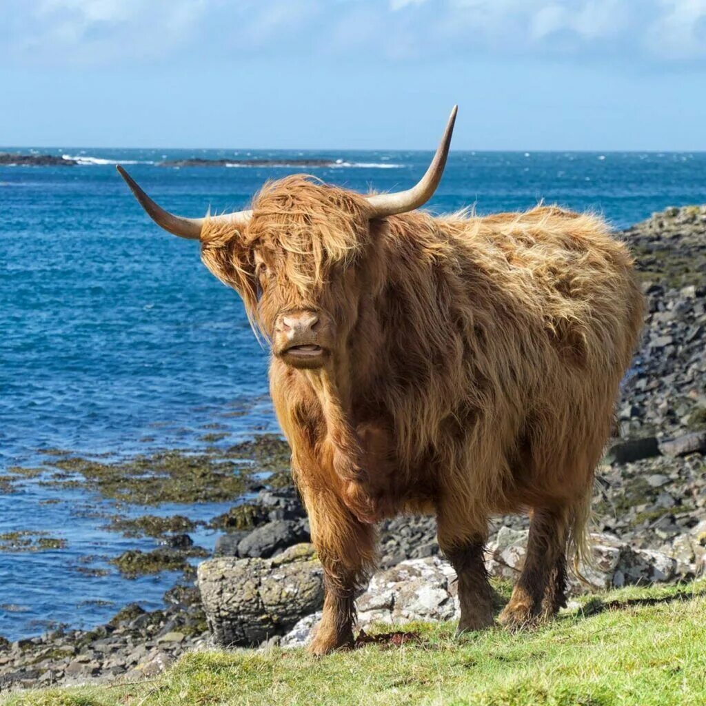 Scotland animal. Scottish Highland Cow. Шотландская Высокогорная корова. Хайленд корова Шотландия. Хайленд (порода коров).