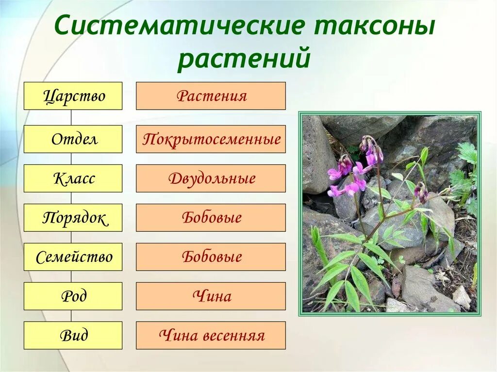 Систематические таксоны расте. Систематические таксоны р. Систематика растений царство отделы. Основные таксоны царства растения. Установите последовательность таксонов в систематике человека