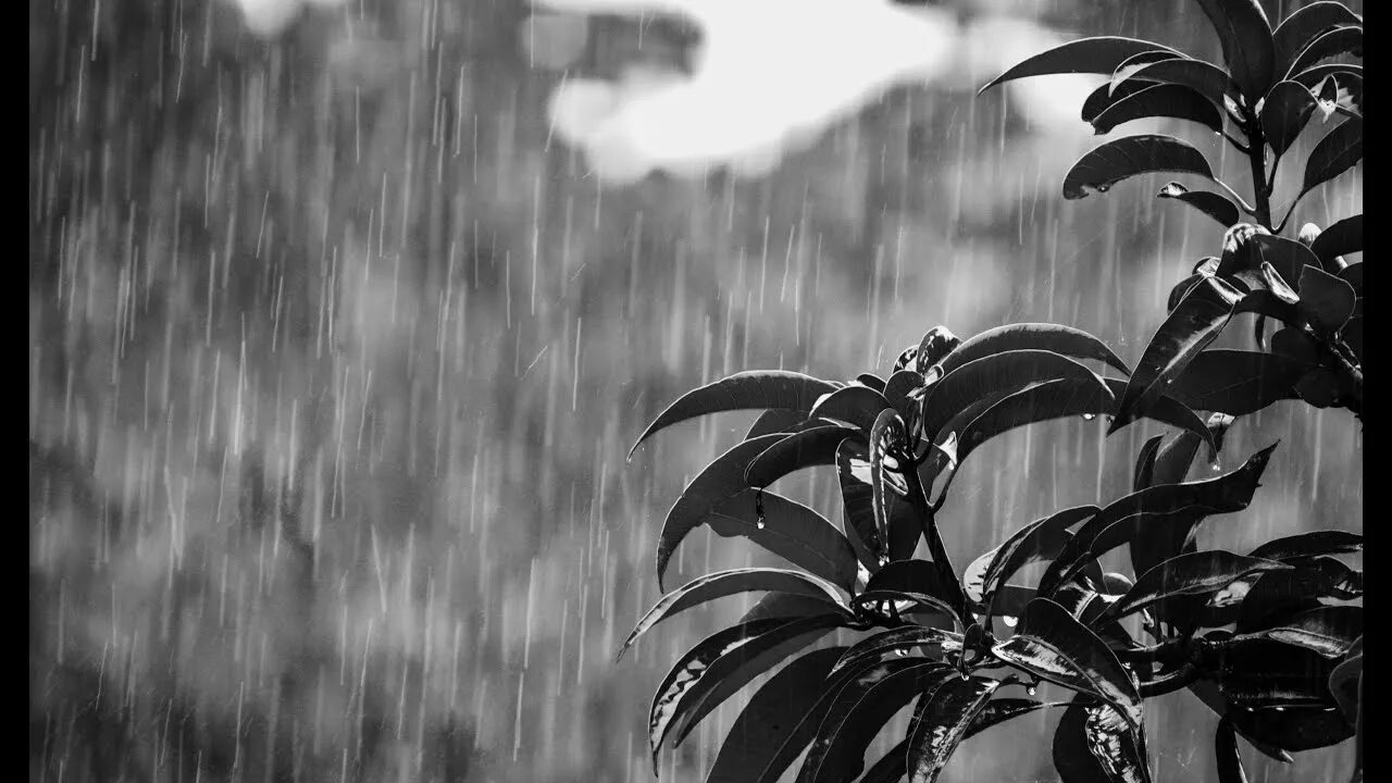 Громкие звуки дождя. Красивый звук дождя. Ютуб звук дождя. Запись звука дождя. Звуки дождя в лесу для сна.