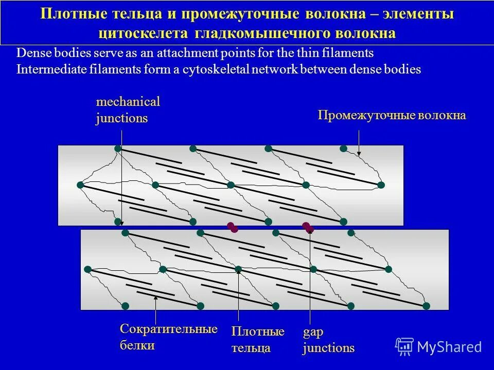 Плотные тельца. Сократительный аппарат мышц. Плотные тельца. Сократительный аппарат гладкой мышечной ткани. Строение миоцита гладкой мышечной ткани.