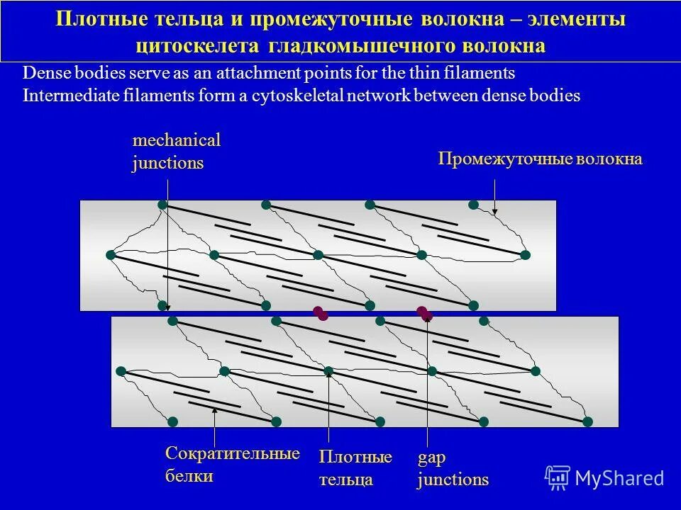 Плотный белок